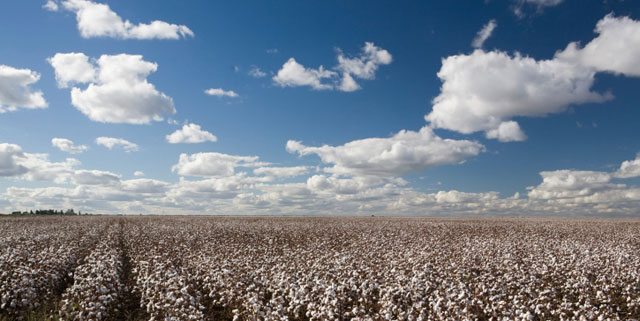June 2013 Executive Cotton Update