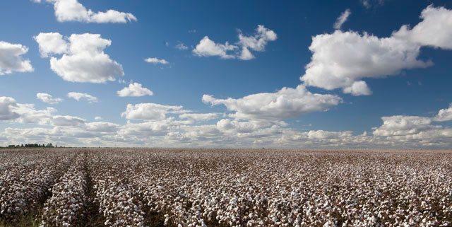 January 2014 Executive Cotton Update