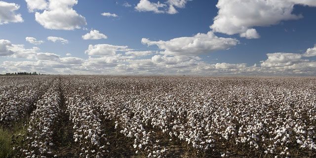 March 2014  Executive Cotton Update