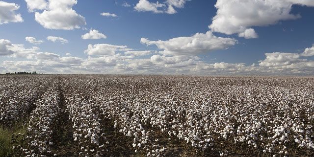 April 2014 Executive Cotton Update