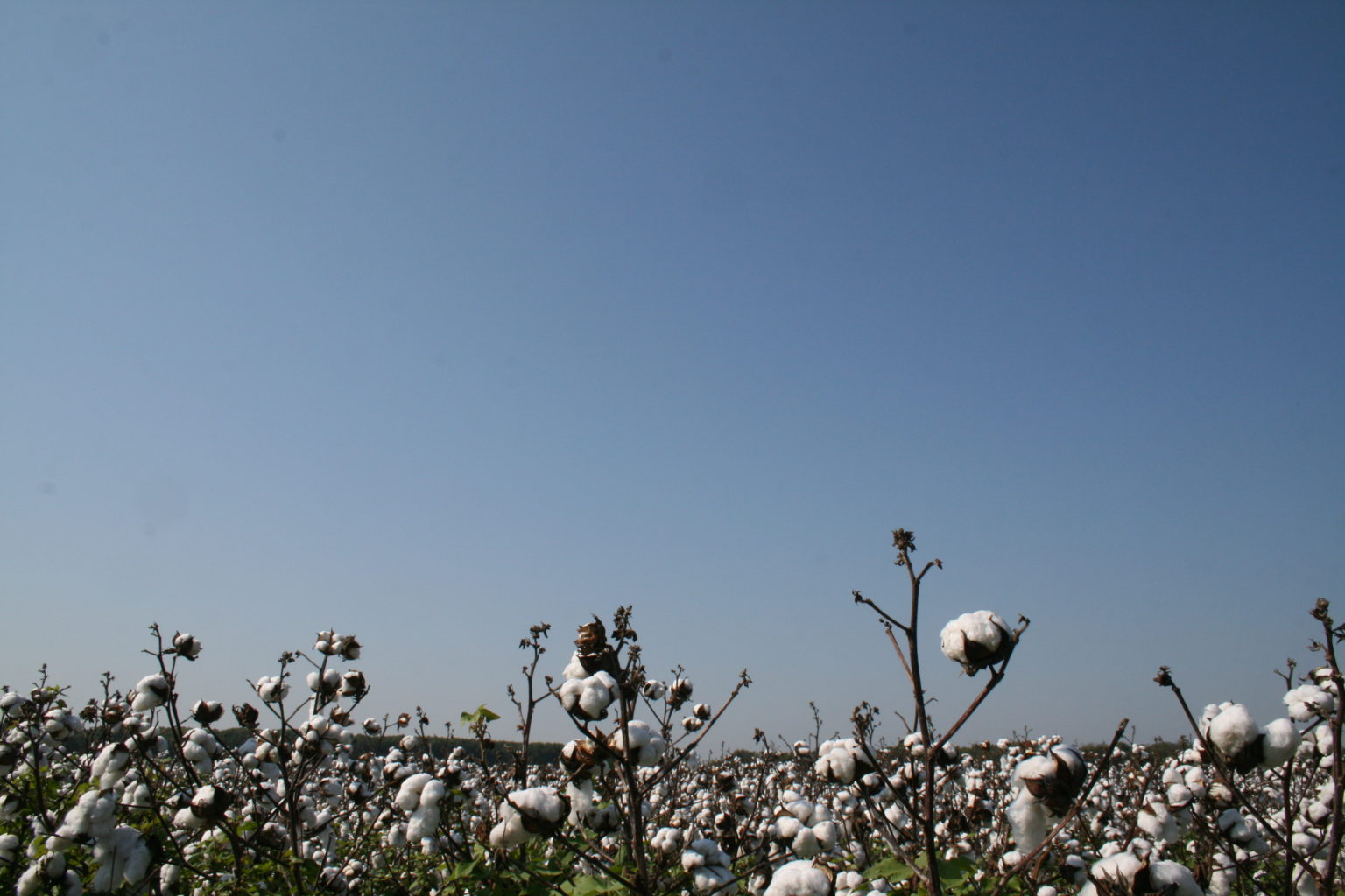 Cotton Field Cotton Incorporated Lifestyle Monitor™