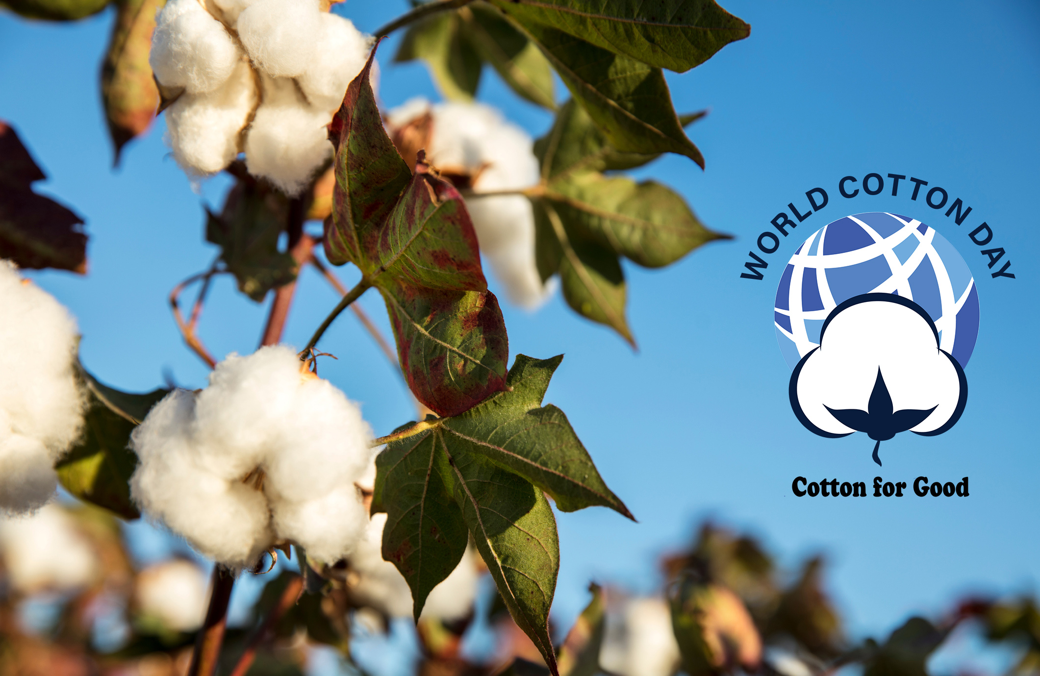 Heading to World Cotton Day, Here’s What Consumers Really Think of ...