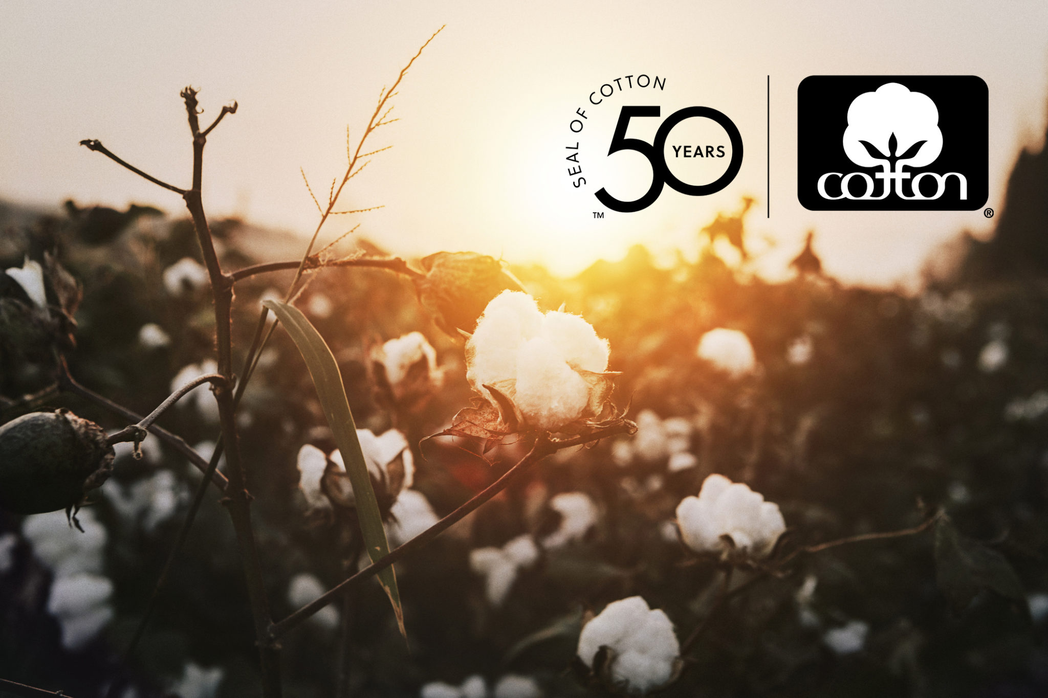 A Celebration, So Spread the Word World Cotton Day & the 50th