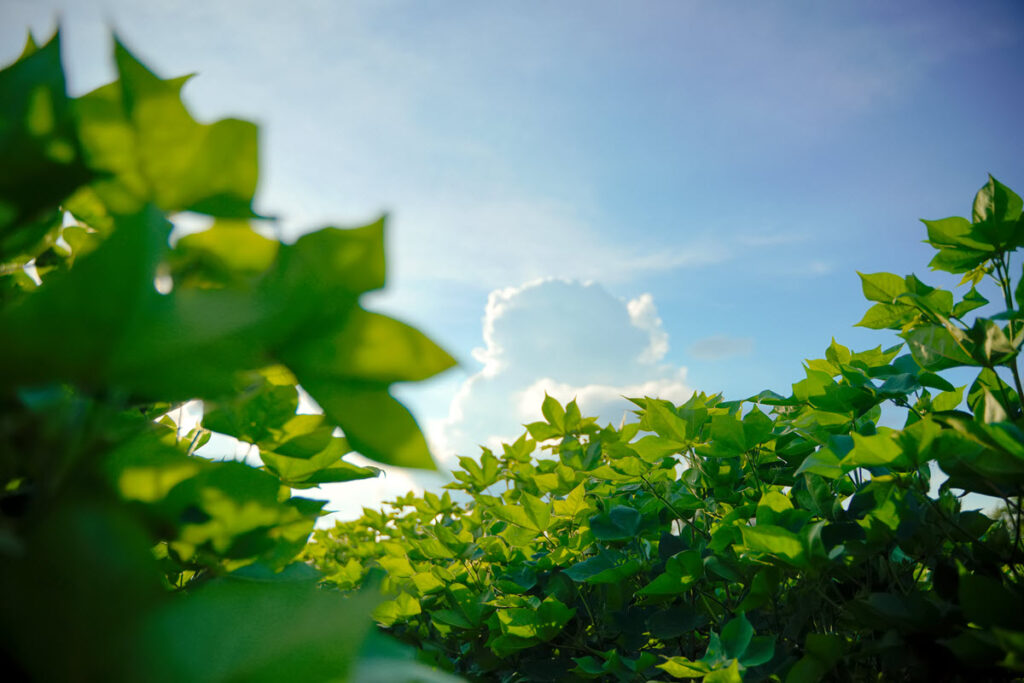 Monthly Economic Letter April 2024 Cotton Incorporated Lifestyle Monitor™